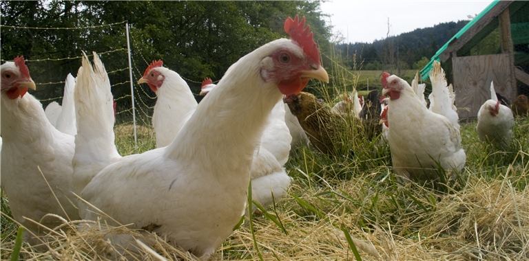Chicken