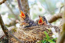 Nest
