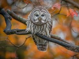 Owl