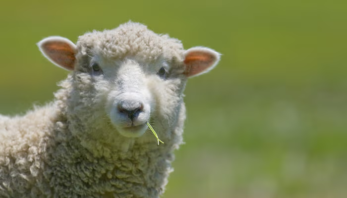Sheep
