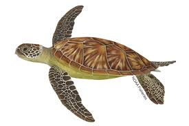 Turtle